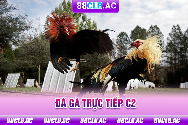 Đá gà trực tiếp C2