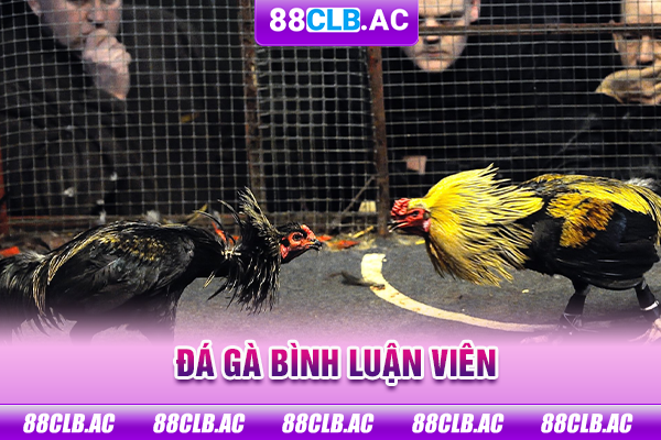 Đá gà bình luận viên