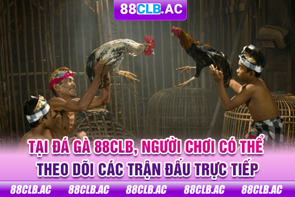 Tại Đá gà 88CLB, người chơi có thể theo dõi các trận đấu trực tiếp